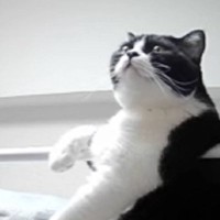 眠るときは『主の右手が必要な猫』→偽物を渡してみた結果…思った以上に『文句が止まらない光景』が118万再生「違うってｗ」「吹いたｗｗ」