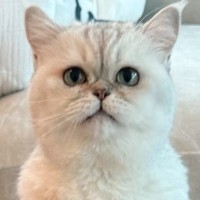 まんまるな瞳が愛らしい猫→別の日に撮影した様子を見ると…同じ猫とは思えない『違いすぎる表情』に「目つきｗｗ」「仙人のような佇まい」