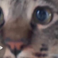 『ペットカメラに気付いた猫』→不思議そうに見つめて…可愛すぎる『表情』に13万いいね「首傾げててたまらん」「破壊力が高い」と悶絶の声