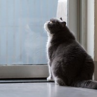 『お留守番中の猫』が思っている本音3選　飼い主が知らない意外な感情とは？