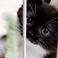 『模様が個性的で可愛らしい赤ちゃん猫』が成長した結果…222万再生された『ビフォーアフター』に「可愛すぎて泣いてしまった」「すごい」