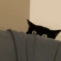 ペットシッター入室時、怖がりで隠れていた黒猫→少しずつ距離が縮まって…キュンとくる光景が26万再生「だれって感じが可愛いｗ」「さすがプロ」