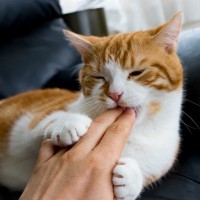 猫が突然『噛みついてくる』ときの理由3つ　噛まれたときの対処法や改善策も解説