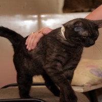 猫が『おしりをトントン』されると喜ぶ理由3つ　上手な応え方から注意すべきことまで