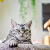 猫がみせる『面倒くさがり』な態度や仕草5選　まるで人間のようなぐうたら行動も？