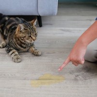 猫が『トイレを失敗』することが増えたら注意すべき病気4選　それぞれの原因や症状、取るべき対処法まで解説
