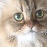 猫を『可愛いちゃん』と呼んでみた結果...まさかの行動が可愛すぎると６万いいね「何回でも呼んじゃうｗ」「人の言葉わかってるよね」と話題