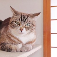猫の『目の表情』から読み取る心理5つ　目の動きが持つ意味や感情サインを解説