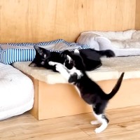 保護された２匹の白黒子猫→遊んでいる様子を見守った結果…尊すぎる『本当の姉妹のような光景』に反響「平和空間」「休日の子どもたちみたい」