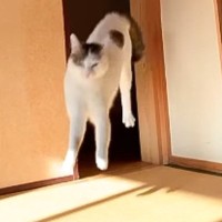 見つめてきた猫→突然部屋の外に移動したかと思いきや、次の瞬間…まさかの光景が205万再生「2回目の入場好きすぎるｗ」「フォームが綺麗」