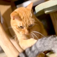 朝４時、しっぽで妹猫と遊んであげる猫→６年前を見てみると…あまりにも尊い『お兄ちゃんになった光景』に反響「家族の輪だね」「幸せなひと時」