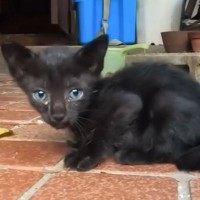 ゴミ屋敷で見つかった『ボロボロの3匹の子猫』が保護された結果…現在の様子が泣けると感動の声続出「本当にありがとう」「すごい変化」