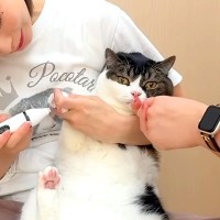苦手な『足の毛のカット』を終えた猫→遠くでパパ猫が用を足す音がして…想定外な『まさかのオチ』に爆笑「ゲラゲラ笑った」「心持ってかれた」