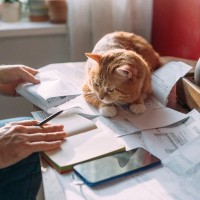 猫を守るために役立つ『寄付先』の選び方とは　安心して支援するためのポイント4つ