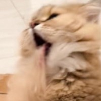 毛づくろいしていた猫→途中で舌がくっついてしまい…『まさかの表情』が80万再生「魂吸われてるみたいｗ」「何回見ても笑ってしまう」と爆笑