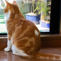 猫の『おしりが臭う』ときに考えられる原因3つ　気になるニオイを防ぐ対処法も解説