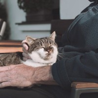 愛猫が高齢になったら見直したい『お世話の方法』6選　シニア期を快適に過ごすためのポイントとは