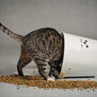 猫の寿命を縮める『危険なご飯の与え方』5選　健康を守るための食事管理のコツも解説