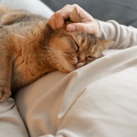 猫への理解が深まる『5つの基礎知識』　性格や習性など知っておきたいポイントとは