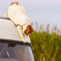 「ふだんは室内飼い」の猫が大冒険！　ワゴン車の屋根に乗り「高速道路を161km走行」　米国