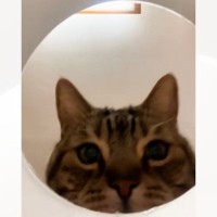 容器の中にカメラを仕掛けて『猫のことを撮影してみた』結果…想像もしていなかった『爆笑の展開』が32万再生「腹ちぎれるｗｗ」「吹いた」