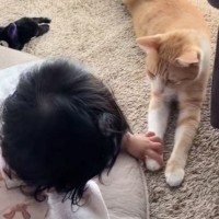 ふと見たら『赤ちゃんとネコ』が…とんでもなく尊い『やり取りの様子』に「可愛すぎる世界」「キュンときた」とほっこりする人が続出
