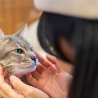 猫が『記憶しやすい』人の言葉5選　覚えられる理由や教え方のコツもご紹介
