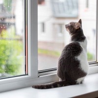 猫にとって『窓の結露』が危険な理由5つ　起こりうるトラブルや舐めさせないための対処法まで