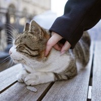 著名な作家とともに像の「モデル」になった猫　その出来栄えにファンからブーイング　英国