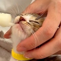 シャンプーを終えた６匹の保護子猫→ミルクを飲んだ結果…眠くなって見せた『尊い行動』に注目集まる「あまりの可愛さに悶絶」「微笑ましい」