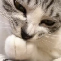 『前足を吸っていた猫』の前に指を差し出してみた結果…まさかの反応に爆笑する人続出「表情も完璧ｗ」「何を考えてたんだろうｗ」