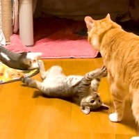 生後60日の保護猫きょうだい→先輩ネコが見守ってくれて…心温まる『素敵なやり取り』に感動「我が子のように可愛がって育ててる」「頼もしい」