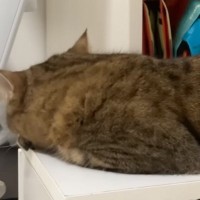 イタズラが見つかった猫→ママに叱られると…まさかの『ふてくされる様子』が可愛すぎると16万再生「人間味あるねｗ」「妙にいじらしい」