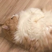赤ちゃんをあやすパパのすぐそばで……かまってほしい猫が見せた『健気な行動』に「まだですか？って顔がたまらん」「可愛いぃぃいｗ」と反響