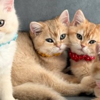 元気すぎる『子猫たち』→走り回る中で奇跡的に整列して…あまりにも『可愛らしい瞬間』に２万いいね「カメラ目線なの凄すぎる」「お見事」