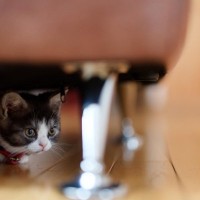 猫が『緊張している』ときにみせるサイン4つ　安心させるための対処法も解説