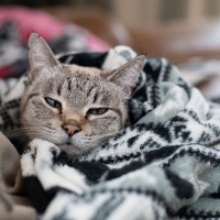 猫に『冬のお留守番』をさせるときの注意点4つ　トラブルの危険性から対策法まで