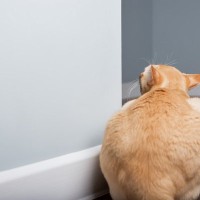 猫が『だるまさんがころんだ』を上手にできる理由2つ　遊びの中に隠された習性や心理も解説