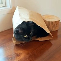 ハンバーガーを食べているパパ→猫が紙袋に入り…パパを驚かせたくて見せた『無邪気な行動』に反響「ウーバーイーツで頼めますか」「愛らしい」