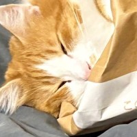 紙袋に入った猫→思いのほか"暖かくて"…幸せいっぱいな光景に癒されると３万いいね「ちょうどいい寝袋ｗ」「いい夢みてるかな」