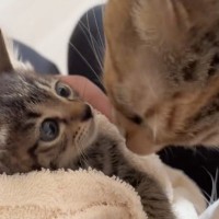 新入り保護子猫がお家にやってくると…2匹の先住猫が見せた『まさかのリアクション』が82万再生「アカチャン…」「初めましての距離じゃないｗ」