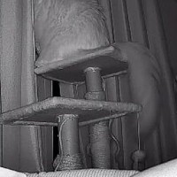 外出中にふと『ペットカメラの様子』を見たら、猫が……切なすぎる光景に「号泣した」「ちゃんと待ってるんだね」と９万いいねの反響