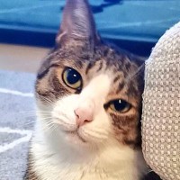 朝のあいさつにやってきた猫→ソファの影からそっと登場して…可愛すぎるポーズに３万いいね「優しい目をしてる」「とっても魅力的」