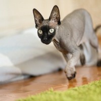 猫が突然『全力ダッシュ』するときの理由5つ　行動の意味や安全を守るための注意点