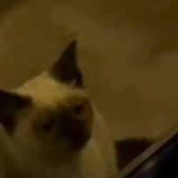 パーティー中に現れた1匹の子猫　『おいで』と声をかけたら…涙が止まらない『感動のエピソード』が43万再生「大泣きしてしまった」「素敵」