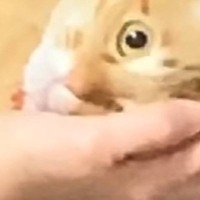 ママが猫のことを『抱っこ』したら…まさかすぎる『拒否の仕方』が337万再生「重力お母さんなの？」「魚を持ってるのかと思ったｗ」と大反響