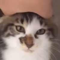 おうちに迎えられた初日、ずっと隠れていた保護子猫→３時間後…『予想外の行動』に感動の声「優しい人だと分かったんだね」「ありがとう」