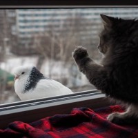 猫の『家出』を招く危険な住環境3つ　今すぐ見直すべきポイントや改善策を解説