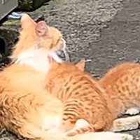 外で子猫のお世話を一生懸命していた母猫の『現在』…思わず涙が出る光景に「めっちゃ愛を感じる」「ありがとう」と感動する人続出