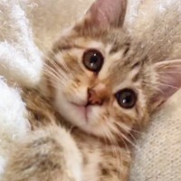 『天使のようにかわいかった子猫』が、７年後……衝撃のビフォーアフターに爆笑の声「大切にされた証ｗ」「立派な天使になったｗ」と話題